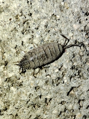 Porcellio dispar