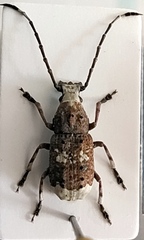 Platystomos albinus