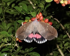 Phyllodes imperialis