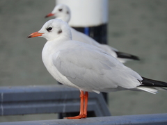 Chroicocephalus ridibundus