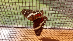 Anartia fatima