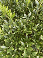 Ilex glabra