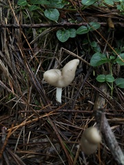 Helvella elastica