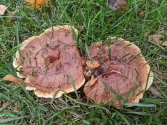 Ganoderma