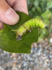 Paonias excaecata