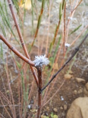 Pimelea curviflora
