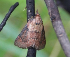Omphalocera munroei