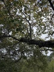 Quercus