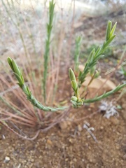 Pimelea curviflora