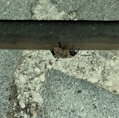 Otiorhynchus sulcatus