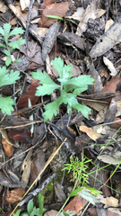 Artemisia douglasiana