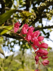 Rodriguezia lanceolata