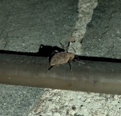 Otiorhynchus sulcatus