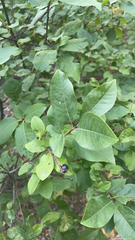 Prunus padus