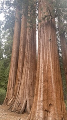 Sequoiadendron giganteum