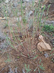 Pimelea curviflora
