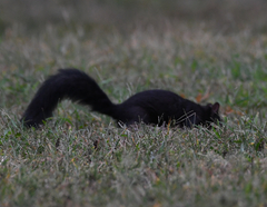 Sciurus carolinensis