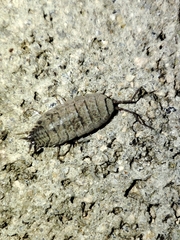 Porcellio dispar