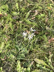 Symphyotrichum ciliolatum