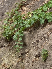Vitis vinifera