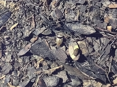 Thermonectus nigrofasciatus nigrofasciatus