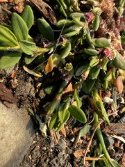 Polygonum arenastrum