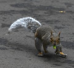 Sciurus carolinensis