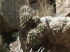 Hamatocactus hamatacanthus
