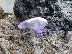 Physalia physalis