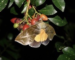 Eudocima iridescens