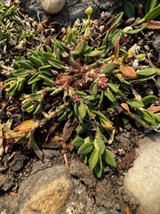 Polygonum arenastrum