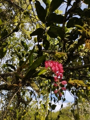 Rodriguezia lanceolata