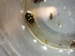 Thermonectus marmoratus