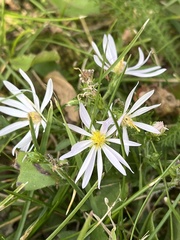 Symphyotrichum ciliolatum