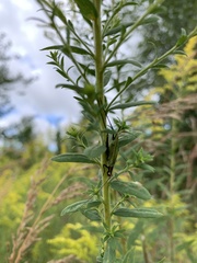 Oecanthus nigricornis