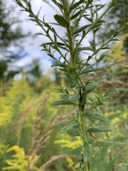 Oecanthus nigricornis
