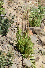Rainiera stricta