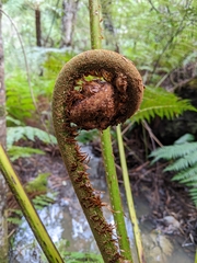 Cyathea