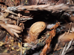 Prophysaon andersonii