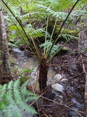 Cyathea