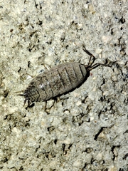 Porcellio dispar