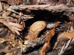 Prophysaon andersonii
