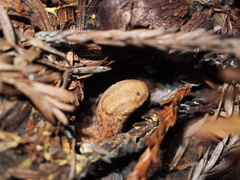 Prophysaon andersonii