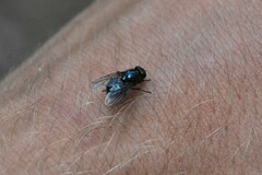 Protophormia terraenovae