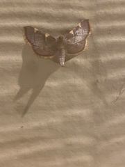 Hypsopygia