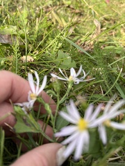 Symphyotrichum ciliolatum