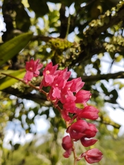 Rodriguezia lanceolata