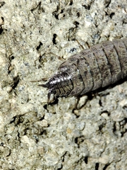 Porcellio dispar