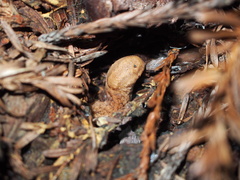 Prophysaon andersonii