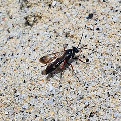 Episyron rufipes